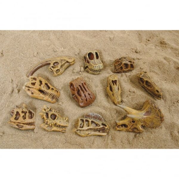 Dinosaur Skulls