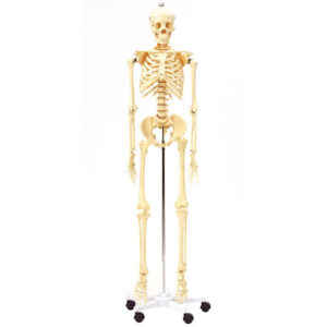 Life Sized Skeleton Model