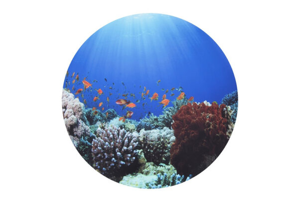 Under the Sea Discovery Play Mat