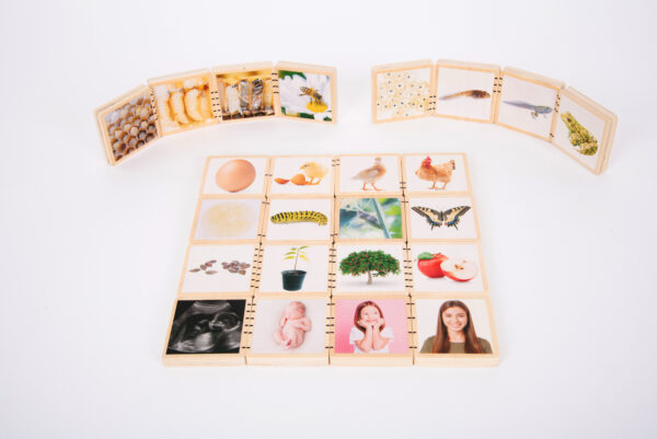 Wooden Lifecycle Tiles - Image 4
