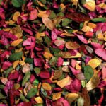coloured leaves