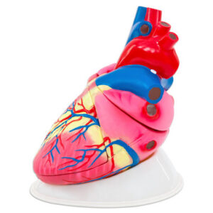 Betzold Large Model of the Human Heart