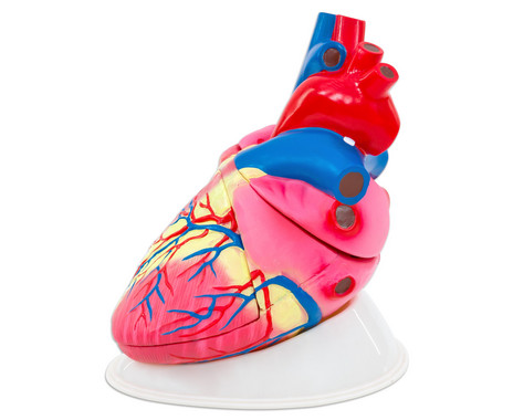 Betzold Large Model of the Human Heart