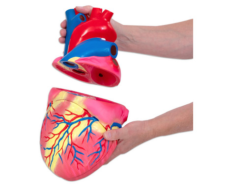 Betzold Large Model of the Human Heart - Image 2