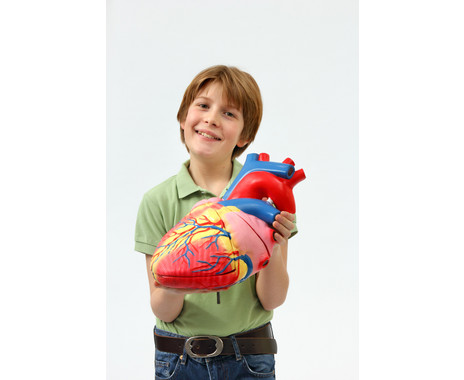 Betzold Large Model of the Human Heart - Image 5
