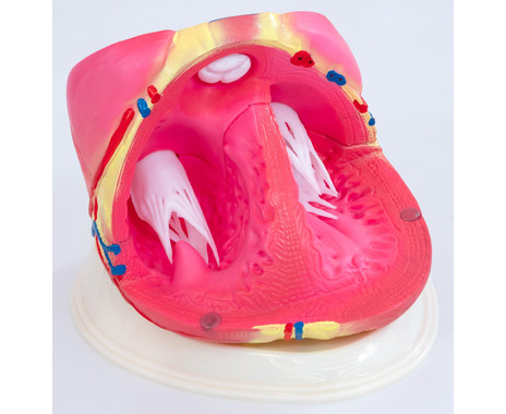 Betzold Large Model of the Human Heart - Image 6