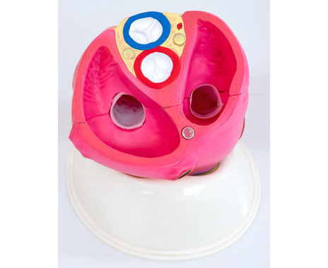 Betzold Large Model of the Human Heart - Image 7